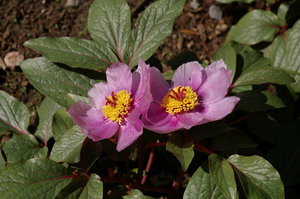 Peony,  Paeonia cambessedesii