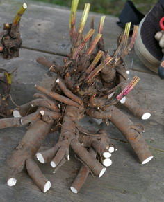 Peony root, peony division