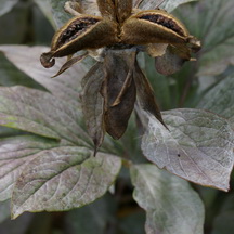 Peony mildew