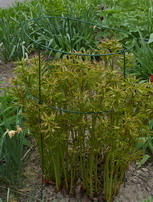 Peony ring, peony support