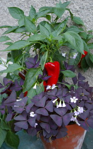 Peppers, container of hot peppers