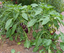 Purple peppers