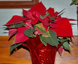 poinsettia