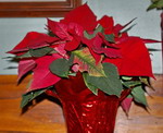 Poinsettia, houseplant, christmas plant