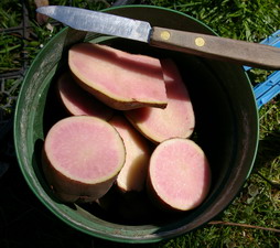 Potato All Red, seed potatoes