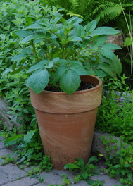 potatoes in a pot