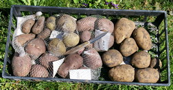 seed potatoes