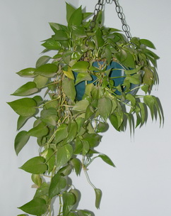 Pothos