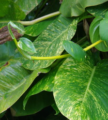 pothos mature