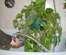 Pothos, Epipremnum