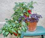 peppers, container garden peppers, container garden