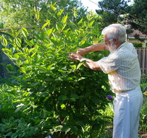 preston lilac, syringa preston lilac, syringa