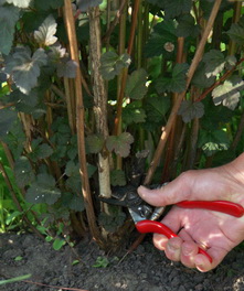 pruning ninebark pruning ninebark