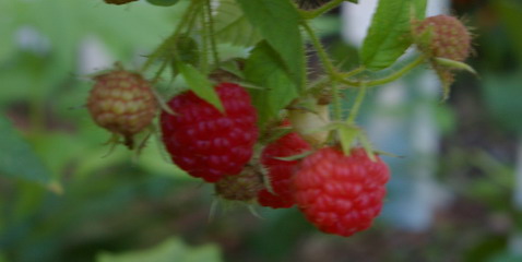raspberry, raspberries