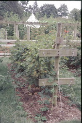 Raspberry trellis