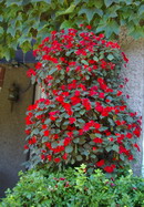 impatiens,  containers