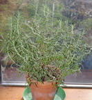 Rosemary,  indoor herbs