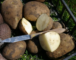 Seed potato, 