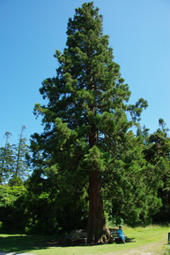 giant redwood, 