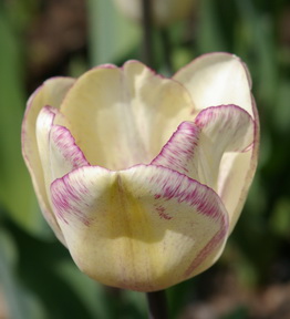 Tulip Shirley