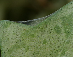 Spider mite webs