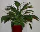 spathiphyllum, house plant