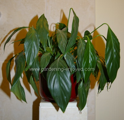 Spathyphllum wilted,  easy houseplant