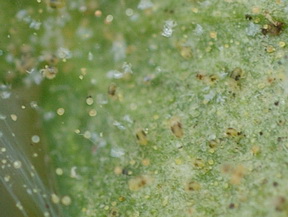 spider mites