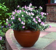 Growing Sweet Pea Containers Growing Sweet Pea Containers