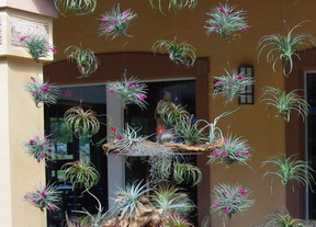 tillandsia