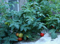 tomatoes container
