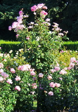 Tree rose