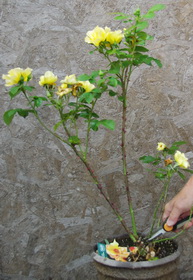 rose pruning