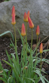 Tulip Clusiana Tinka