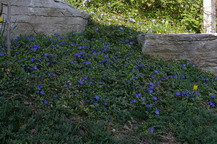 Vinca minor, periwinkle