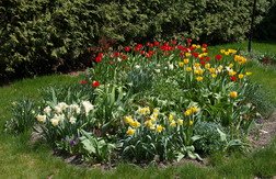 bulbs, narcissus, tulips bulbs, narcissus, tulips