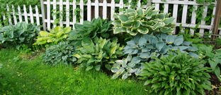 hosta garden hosta garden
