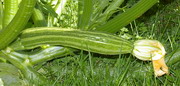 zucchini zucchini