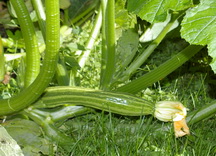 zucchini