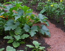 zucchini plant